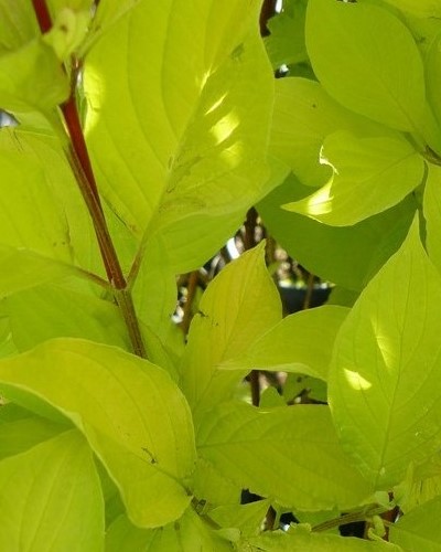 дэкаратыўныя дрэвы хмызнякі